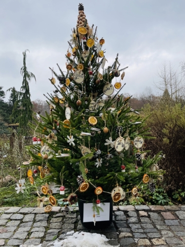 Náš soutěžní vánoční stromeček v botanické zahradě Teplice